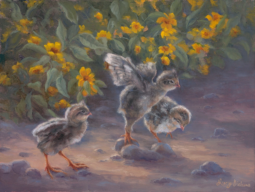 baby quail